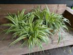 Twee kisten met grote graslelies, Ophalen, Overige soorten, Halfschaduw