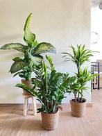 3 For 120- Tropic Snow & Zamioculcas &Lemon Lime, Overige soorten, In pot, Minder dan 100 cm, Groene kamerplant