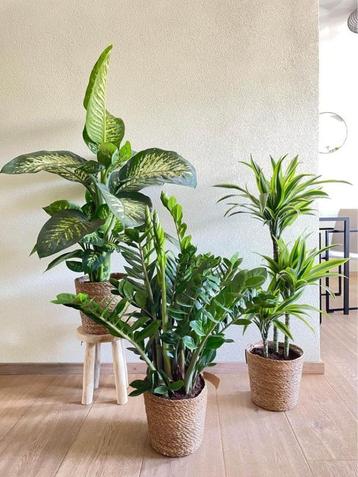 3 For 120- Tropic Snow & Zamioculcas &Lemon Lime beschikbaar voor biedingen