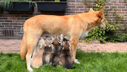 Husky x west Siberische Laika pups, Dieren en Toebehoren, Honden | Poolhonden, Keeshonden en Oertypen, Meerdere dieren, Poolhond