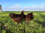 Jonge tamme Rhode Island Red kippen, gesekst en ingeënt, Dieren en Toebehoren, Pluimvee, Vrouwelijk, Kip
