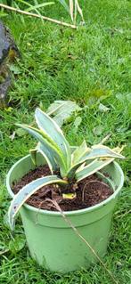 Agave Americana, Tuin en Terras, Planten | Tuinplanten, Vaste plant, Ophalen of Verzenden, Overige soorten, Bloeit niet