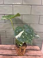Monstera Thai Constellation - Zeldzaam!, Ophalen, Overige soorten, Halfschaduw, In pot