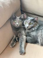 Twee zeldzame lieve Nebelung-katten zoeken rustig thuis, Meerdere dieren, Gechipt, 3 tot 5 jaar