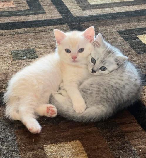 Britse korthaar, samen weg, Dieren en Toebehoren, Katten en Kittens | Raskatten | Korthaar, Poes