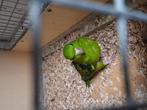Mooie catharina parkieten koppel en losse pop, Dieren en Toebehoren, Vogels | Parkieten en Papegaaien, Meerdere dieren, Parkiet