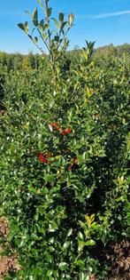 Gladbladige hulst haagplanten, Tuin en Terras, Planten | Struiken en Hagen, Ophalen of Verzenden, Hulst, Haag, 100 tot 250 cm