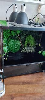 Habistat glazen terrarium | 60 x 45 x 60, Ophalen, Zo goed als nieuw, Terrarium of Paludarium