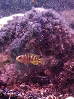 Pseudotropheus crabro, Dieren en Toebehoren, Vissen | Aquariumvissen, Vis