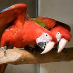 2 koppels ara's, Meerdere dieren, Papegaai