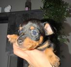 Dwergpincher te koop, Dieren en Toebehoren, Rabiës (hondsdolheid), Overige rassen, 8 tot 15 weken, Meerdere