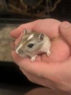 Lief gerbil mannetje, Dieren en Toebehoren, Augustus, Mannelijk, Overige typen, Tam