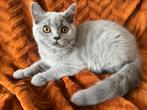 Brits korthaar poesje klaar om te verhuizen, Poes, Gechipt, 0 tot 2 jaar