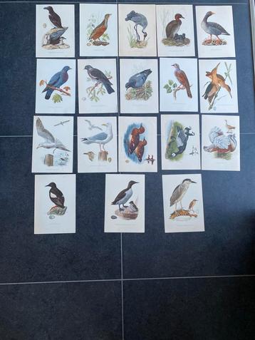 18 prenten vogels 16,5x24 p.st 1,25 euro  UITZOEKEN beschikbaar voor biedingen