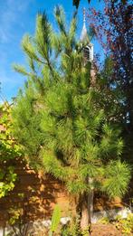 Prachtige Pinus Pinea (Pijnboom) - 3 Meter!, Ophalen, Bloeit niet, Volle zon, Overige soorten