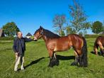 Belgische trekpaarden te koop, belgisch trekpaard, Dieren en Toebehoren, 0 tot 2 jaar