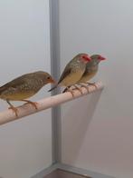 2-2 Binsen astrildes, Dieren en Toebehoren, Vogels | Overige Vogels, Meerdere dieren, Tropenvogel, Geringd