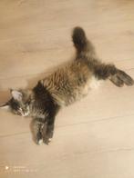 Russische Maine Coon kittens met stamboom, Dieren en Toebehoren, Katten en Kittens | Raskatten | Langhaar, Meerdere dieren, Met stamboom