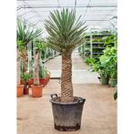 Yucca Filifera - Palmlelie g34193