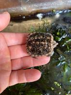 Bijtschildpad Chelydra serpentina, Dieren en Toebehoren, Reptielen en Amfibieën