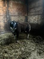 Aangeboden dassenkop dekram, Dieren en Toebehoren, Schapen, Geiten en Varkens, Mannelijk, Schaap