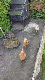 3 kippen + nachthok, afdakje en schapenhek, Dieren en Toebehoren, Pluimvee, Vrouwelijk, Kip