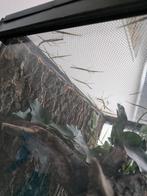 wandelende takken, Wandelende tak