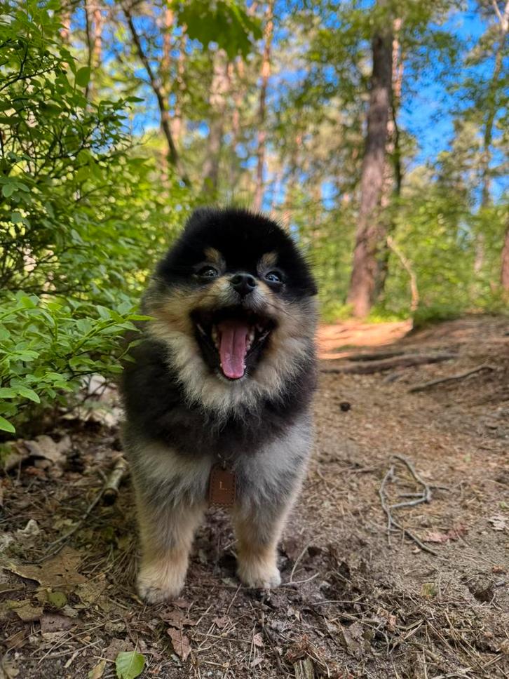 Dekreu black & tan pomeriaan, Dieren en Toebehoren, Honden | Dekreuen, Reu, Particulier, Eén hond, Nederland, 1 tot 2 jaar