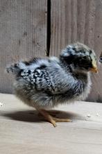 Barnevelder Kriel Kuikens, Dieren en Toebehoren, Geslacht onbekend, Kip