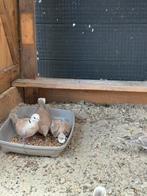 Tortel/ lachduiven, Dieren en Toebehoren, Meerdere dieren