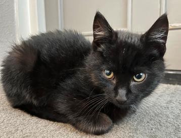 Heel lief zwart kitten, 4 maanden oud beschikbaar voor biedingen