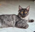 Maine Coon kitten, Dieren en Toebehoren, Katten en Kittens | Raskatten | Langhaar, Poes