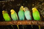 Volwassen grasparkieten | veel keuze | man en pop, Dieren en Toebehoren, Vogels | Parkieten en Papegaaien, Meerdere dieren, Parkiet
