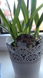 Verschillende uitgebloeide orchideen, Ophalen of Verzenden, Halfschaduw, Minder dan 100 cm