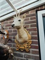 Opgezet Hert - Wanddecoratie, Antiek en Kunst, Ophalen of Verzenden
