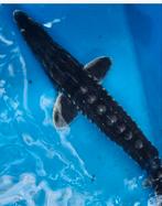 Stellatus ongeveer 65cm, Dieren en Toebehoren, Vissen | Vijvervissen, Steur