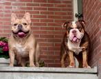 Franse bulldog reu (3) en old english bulldog teef (2), Parvo, Bulldog, Meerdere, Meerdere dieren