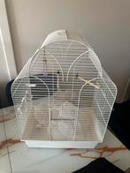 Kooien, Dieren en Toebehoren, Vogels | Kanaries