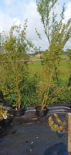 Acer palmatum, Tuin en Terras, Planten | Tuinplanten, Ophalen, Bloeit niet, Overige soorten, Halfschaduw