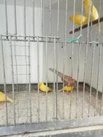 2 koppels gele kanaries, Dieren en Toebehoren, Vogels | Kanaries, Meerdere dieren, Kleurkanarie