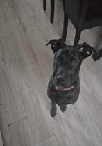 Herder 6 maanden, Parvo, 15 weken tot 1 jaar, Teef, Eén hond