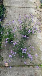Verbena Lolliepop lange rijkbloeiende volle struiken, Tuin en Terras, Ophalen