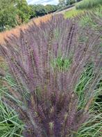 PENNISETUM DONKER , GROTE MAAT MÈT KLUIT!!, Volle zon, Vaste plant, Siergrassen, Ophalen of Verzenden