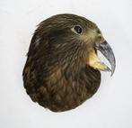 Recent opgezette kop Kea papegaai PREPARATENSHOP, Verzamelen, Dierenverzamelingen, Nieuw, Opgezet dier, Vogel, Ophalen of Verzenden