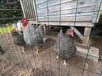 Broedeieren van de Amrock groot, Dieren en Toebehoren, Geslacht onbekend, Kip