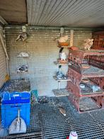 Takla, Dieren en Toebehoren, Vogels | Duiven