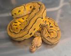 Python regius super pastel leopard clown man, Dieren en Toebehoren, Reptielen en Amfibieën, Slang