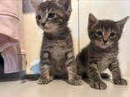 Lieve kittens kruising blauwe rus/europeese korthaar, Meerdere dieren, 0 tot 2 jaar