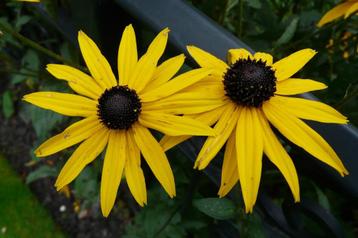 Gele zonnehoed,  Rudbeckia beschikbaar voor biedingen