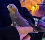 Te reserveren nog 1 super tamme valkparkiet man, Mannelijk, Parkiet, Tam